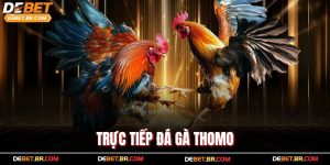 Trực Tiếp Đá Gà Thomo